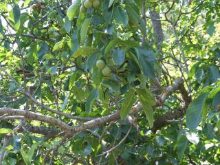 Immagine allegata alla scheda. Per averne una descrizione leggere i dettagli più in basso.